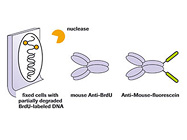 5-Bromo-2'-deoxy-uridine Labeling and Detection Kit I from Roche Applied Science