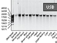 PrepEase® Genomic DNA Isolation Kit From USB