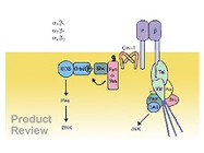 ECM Cell Adhesion Array Kit, Fluorimetric From Chemicon