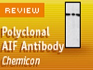 Chemicon International’s Rabbit Anti AIF (apoptosis inducing factor) Polyclonal Antibody