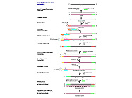 RampUP RNA Amplification Kit From Genisphere