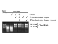 DNA-free™ Kit From Applied Biosystems
