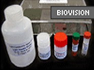 LDH Cytotoxicity Assay Kit II From BioVision Inc.