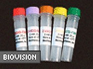 Caspase Family Inhibitor Set From BioVision