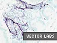 Vector® M.O.M™ (Mouse-On-Mouse) Peroxidase Kit From Vector Laboratories