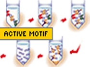 Active Motif's ChIP-IT Kit