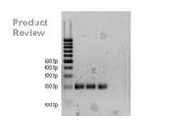 MethylDetector™ Bisulfite Modification Kit From Active Motif