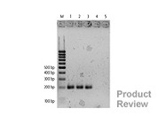 MethylDetector™ Kit From Active Motif
