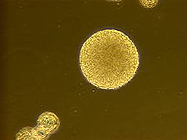 NeuroCult® NS-A Proliferation Kit (Human) Kit from StemCell Technologies
