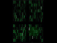 Biotin Label-based Mouse Antibody Array 1 from Raybiotech, Inc.