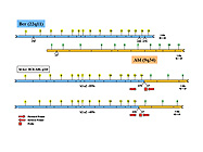 BCL-ABL M-bcr Fusion<i>Quant</i>® Kits From Ipsogen