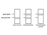 FV-PTH-MTHFR Strip Assay from ViennaLab