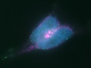 Does Not Detect Fam46a