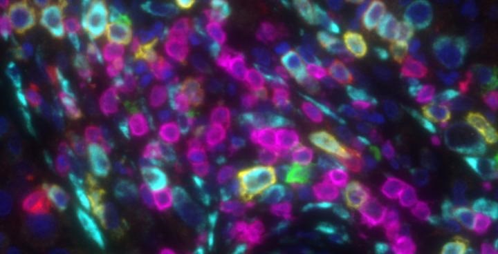 B cells