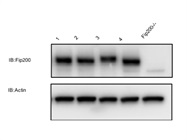 A Good Anti-FIP200 Antibody from Abcam