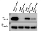 Good Tollip Antibody from Thermo