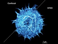 Multicolor Super Resolution