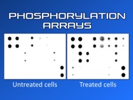 Phosphorylated Protein Detection
