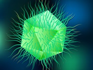 Adventures with Imaging Flow Cytometry: Aging Cells, Giant Viruses and Golgi Fragmentation