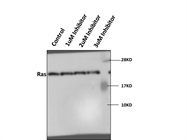 Western Blot of Stem Cell Lysates Using CST Ras Antibody