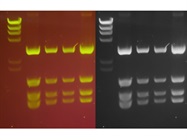 Great DNA Stain for Blue Light Excitation