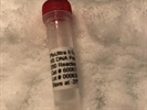 High-Speed and High-Fidelity DNA Polymerase for PCR
