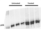Good p16-ARC Antibody from Santa Cruz