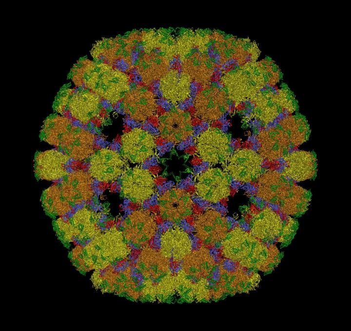 virus