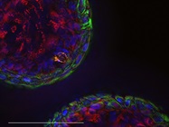 Working Successfully with Organoids