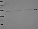 State of the Art Santa Cruz Biotechnology Antibody for the Immunodetection of CSN3 in Human Cells