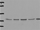 State-of-the-Art Santa Cruz Biotechnology Antibody to Detect Erythropoietin in Mouse Tissue