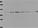 Excellent Santa Cruz Biotechnology Antibody for the Immunodetection of PP2A-Ca/ß Protein Levels in Human Cells