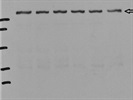 Excellent Antibody for the Detection of VCAM-1 in a Murine Tissue Sample