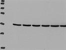 One of the Excellent Ref-1 Antibody from Santa Cruz Biotechnology Inc