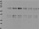 Immunodetection of CD36 Protein in Mouse Cell Line