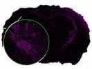 Best Antibody to Stain Oligodendrocytes (Novus)