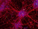 Excellent Antibody for Tubulin b3/Tuj1 from BioLegend
