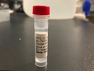 Time Course Effect of Chemoattractant on XPC Expression