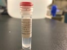 Time Course Effect of Chemoattractant on TRAF6 Expression