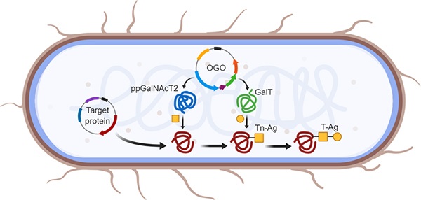 protein purification