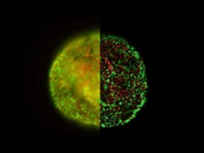Enhance 3D Specimen Imaging with Computational Clearing