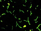 Good GFP Antibody from Novus