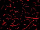 Great Collagen IV Alpha 1 Antibody from Novus