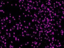 One of the Best NeuN Antibodies from Abcam
