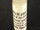 Good NFKB Western Blot Antibody from Santa Cruz