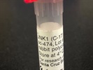 Good JNK1/3 Western Blot Antibody from Santa Cruz