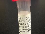 Good JNK1/3 Western Blot Antibody from Santa Cruz