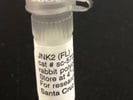 Good JNK Western Blot Antibody from Santa Cruz