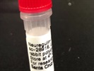 Good Neuregulin-1 Western Blot Antibody from Santa Cruz