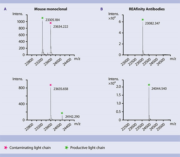 recombinant antibodies
